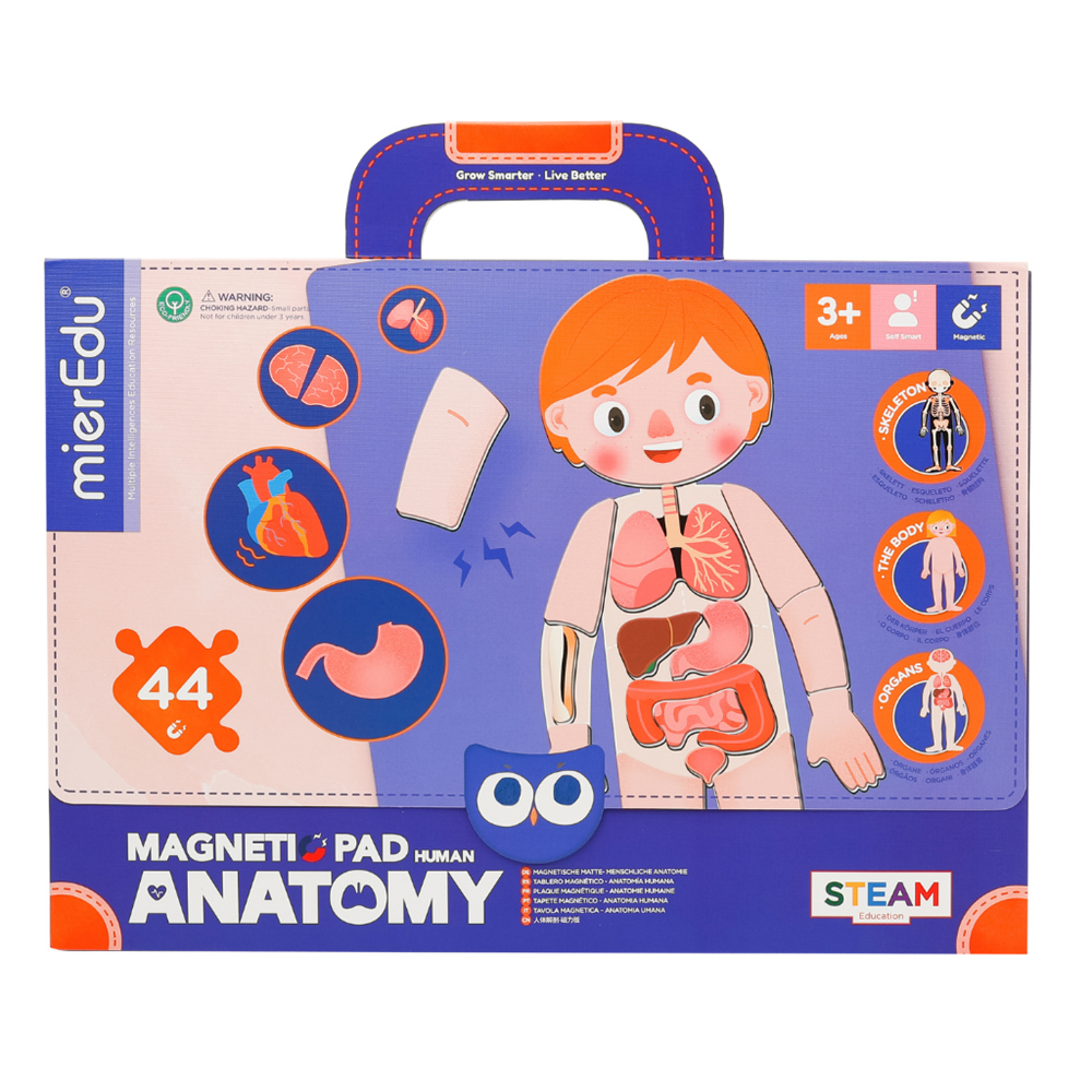 mierEdu - Magnetic Pad - Human Anatomy