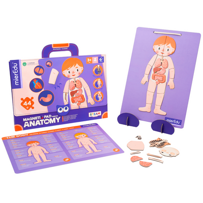 mierEdu - Magnetic Pad - Human Anatomy